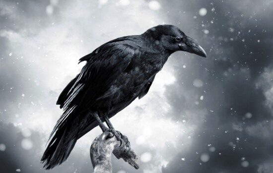 raven-with-stormy-sky