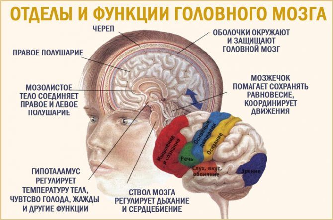golovnoj-mozg-stroenie-i-funkcii