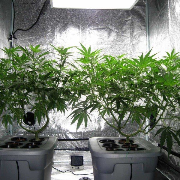 indoor-marijuana-grow-room1-600x600-1