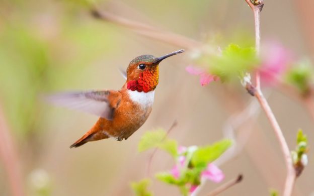 krasno-oranzhevaya-kolibri