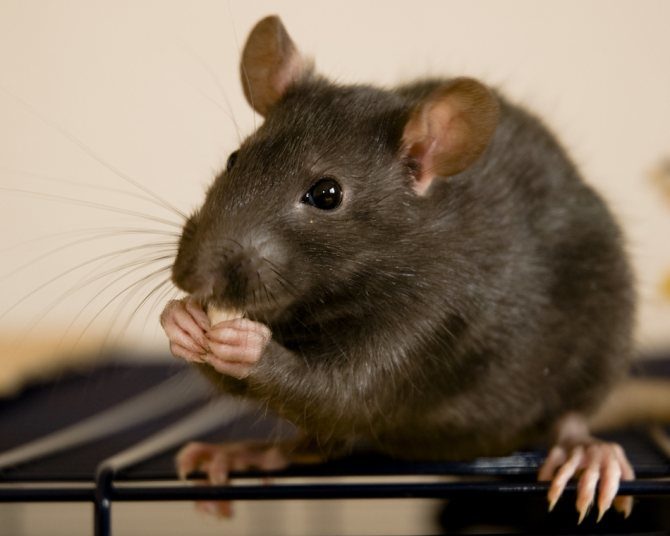 Мыши в квартире во сне - символ недоброжелателей наяву.