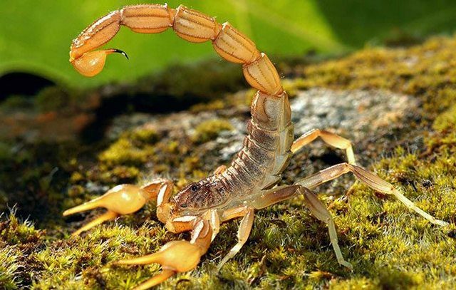 prisnilsya-skorpion