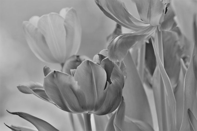 tulip-3152928_1280-1