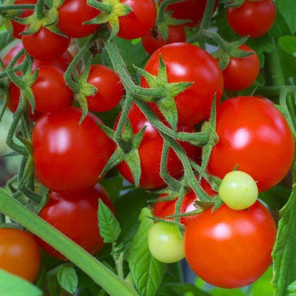 vegetables-tomato-tommy-toe-red-cherry-600x600-1